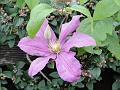 2011-0528-1410_Clematis_14.4C